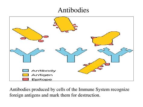 Ppt Antibodies Powerpoint Presentation Free Download Id 1142763