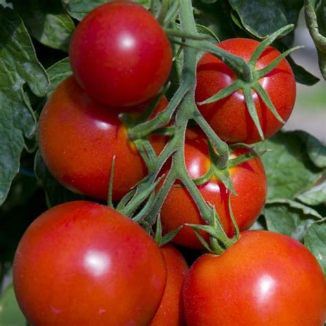 Plant Tomate Rouge Grappe Premio F1 Pot 10 5cm Blanc Nicou Paysage