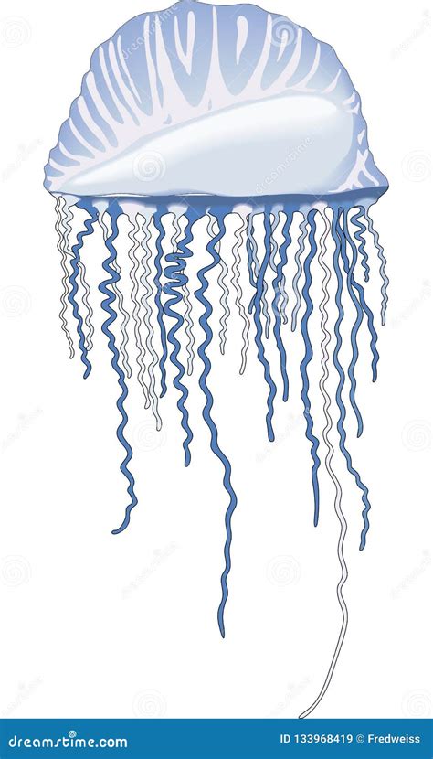 Portuguese Man Of War Illustration Stock Vector Illustration Of Water