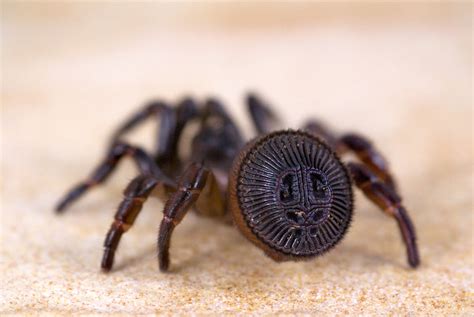 Cyclocosmia Ravine Trapdoor Spider Spider Weird Animals