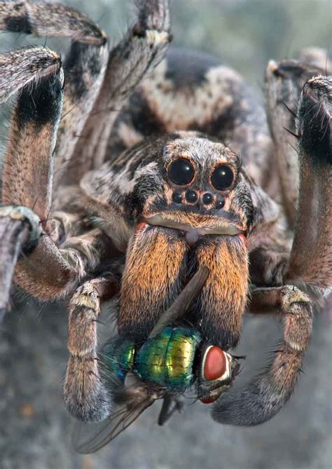 Wolf Spider Control Services In Utah Thorn