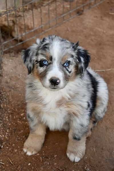 Australian Shepherd Puppies For Sale