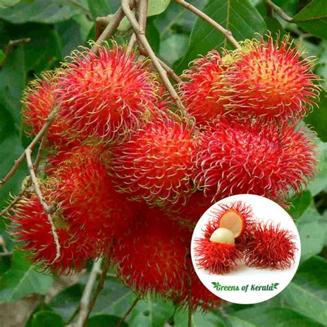 Rambutan Plant Kerala