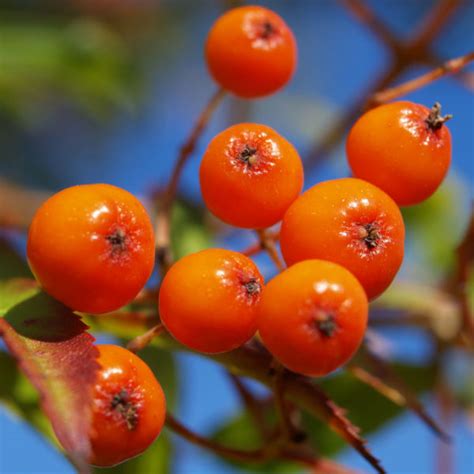 Koreanische Eberesche Beere Blatt Rot Braun Sorbus Commixta Galerie