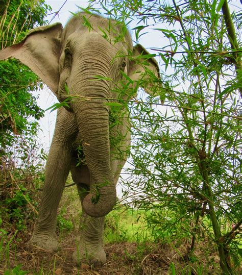 Cambodia Wildlife Sanctuary — Trunks Up