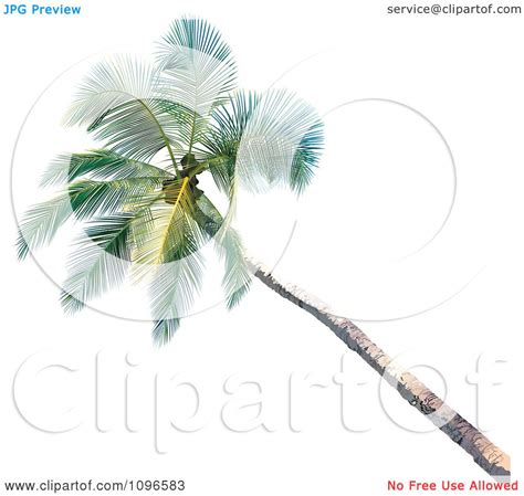 Clipart D Palm Tree Royalty Free Vector Illustration By Dero