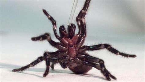 Australia zoo asks people to catch venomous spiders because antidote ...