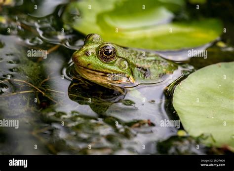 Frog In Water One Green Pool Frog Swimming Pelophylax Lessonae