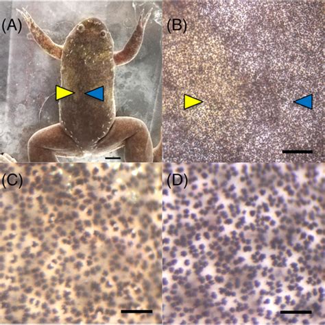 Generation Of No‐yellow‐pigment Xenopus Tropicalis By Slc2a7 Gene