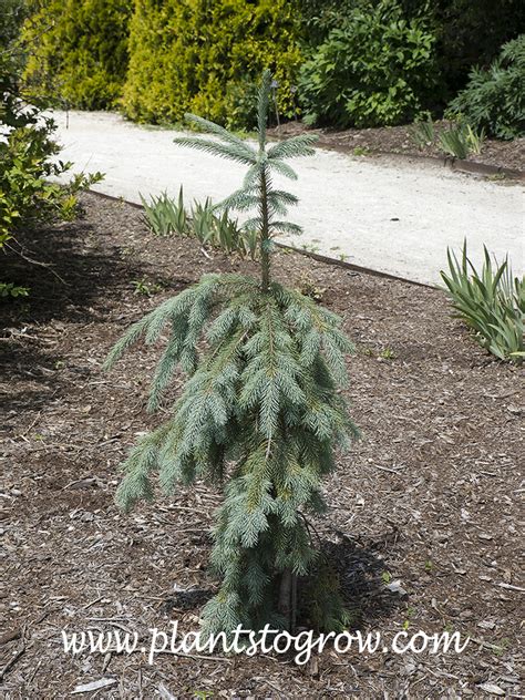 Bush S Lace Engelmann Spruce Picea Engelmannii Plants To Grow