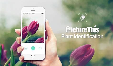 Picturethis Identificar Planta Apps No Google Play