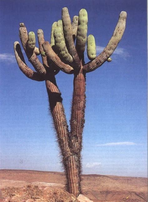 African Peyote Cactus In The Sahara Desert Jeraldlano