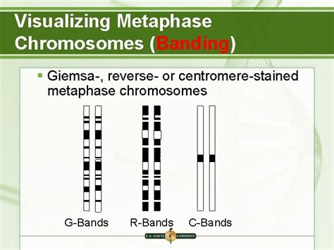 Chapter 8 Chromosomal Structure And Chromosomal Mutations Objectives