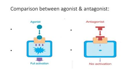 Concepts Of Agonist And Antagonist Receptors