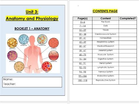 Anatomy And Physiology Worksheet Bundle Teaching Resources