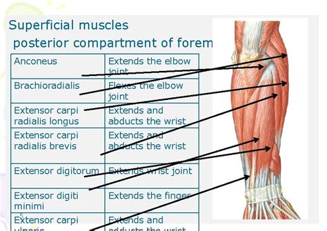 Good Morning Extensor Compartment Of Forearm Dr Qudsia