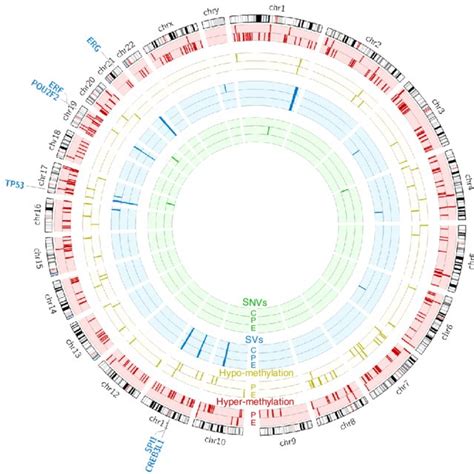 Genomic Landscape Of Prostate Cancer Green Bars Represent Genes With