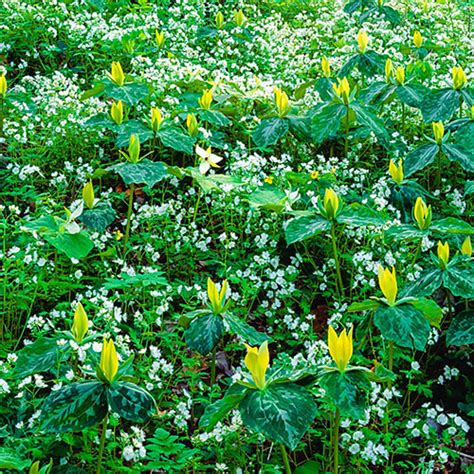 Yellow Trillium | K. van Bourgondien - Wholesale Perennials