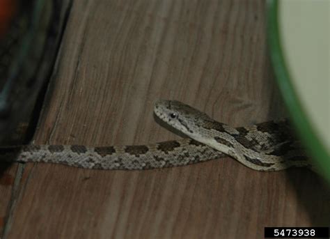 Gray Rat Snake Pantherophis Spiloides