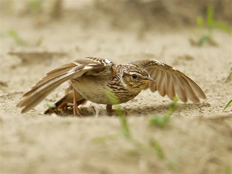 Woodlark Bird Facts (Lullula arborea) | Birdfact