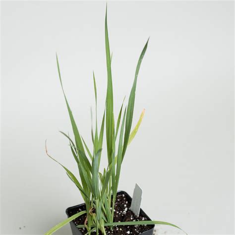 Where to Buy Cat Grass Plant | Avena Sativa