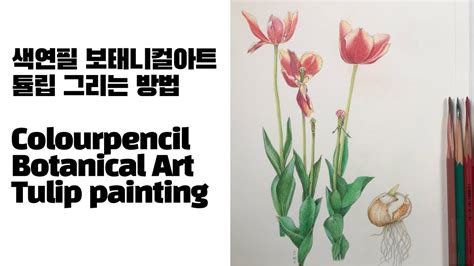 색연필 보태니컬아트 튤립 그리는 방법 Colourpencil Botanical Art Tulip Painting Youtube