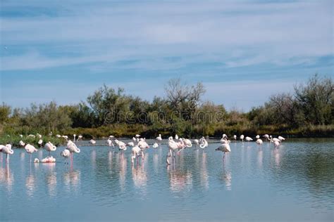 Pink Flamingos In The Regional Park Of The Camargue Stock Photo