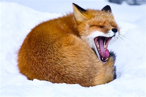 Screaming Fox Raaaaaaaaaaaaaaaaa