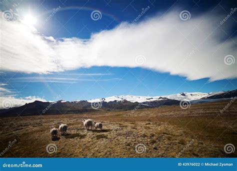 Icelandic Sheep In Meadow Stock Photo Image Of Farm 43976022