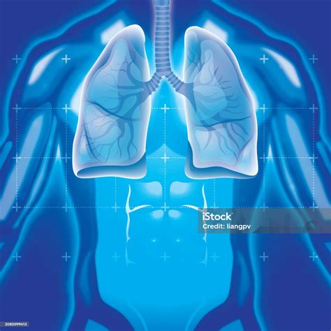 Human Lung Stock Illustration Download Image Now Medical X Ray X