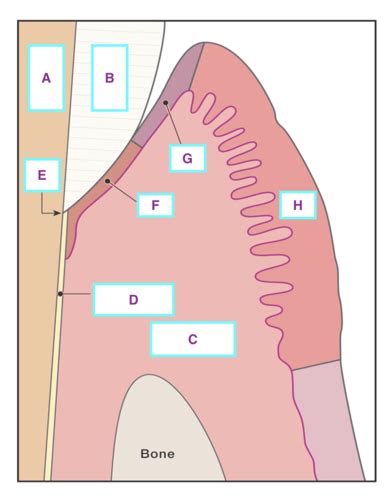 Histology Of Gingiva Diagram Quizlet The Best Porn Website