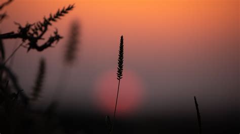 What Toppings Do I Put on Moon Rabbit Cookie? [Comprehensive Answer]