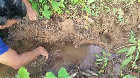 Finding And Catching Snakehead Fish In The Ambush Catch A Lot Of Fish