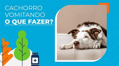 Cachorro vomitando causas sintomas e o que você pode fazer YouTube