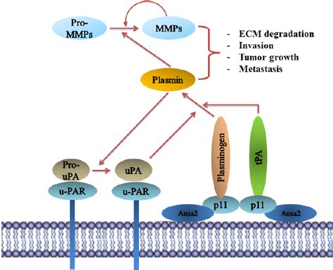 Experimental model of plasmin regulation by cell surface annexin A2 and... | Download Scientific ...