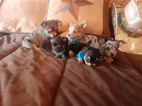 Long Haired Chihuahuas Puppies For Sale Near Me