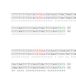 Overview Of The Defensin Gene Cluster Region In Mouse Top And Human