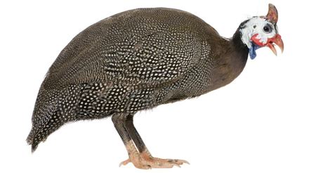 Guinea Fowl Bird Facts Az Animals