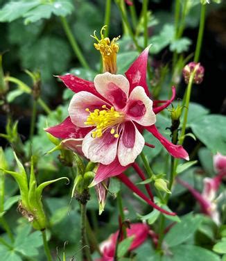 Aquilegia X Earlybird Red Yellow Columbine From Pleasant Run Nursery