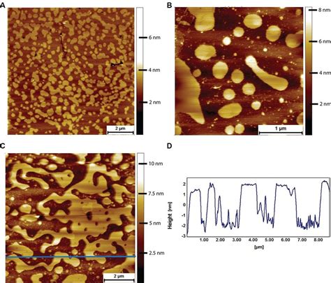 Afm Tapping Mode Images Of Naked Mole Rat Brain Derived Lipid Bilayers