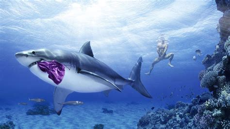 Funny Underwater Wallpapers Top Free Funny Underwater Backgrounds