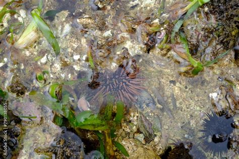 Sea Urchins Are Round Spiny Echinoderms In The Class Echinoidea Sea