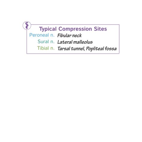 Gross Anatomy Glossary Peroneal Nerve Aka Fibular Nerve Ditki