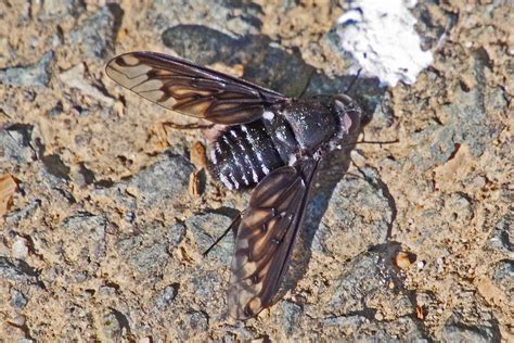 Welche Fliege Insekt Alle Hexapoda Indet C Werner