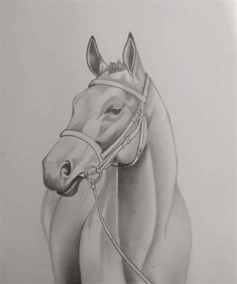 Desenho Realista Cavalo Elo7 Produtos Especiais