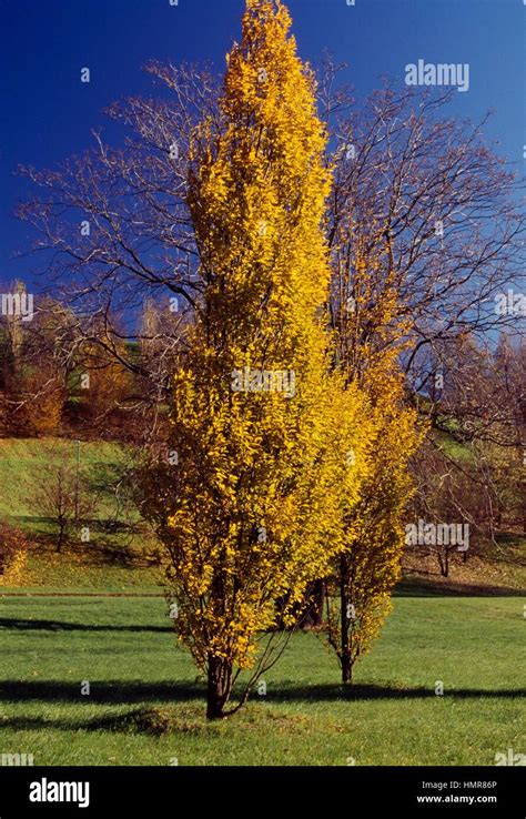 Black Poplar Populus Nigra Salicaceae Stock Photo Alamy