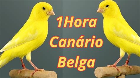 1 Hora de Canto Para Esquentar Canário Belga e Foguear as Fêmeas YouTube