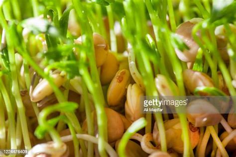 Bean Seed Germination Imagens E Fotografias De Stock Getty Images