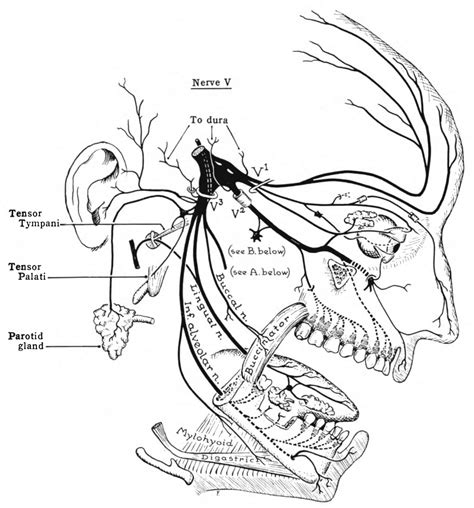 Nervus Trigeminus Wikiwand