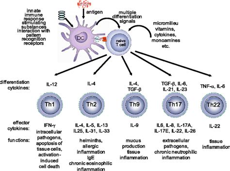 T Cell Subset Regulation In Atopy Springerlink